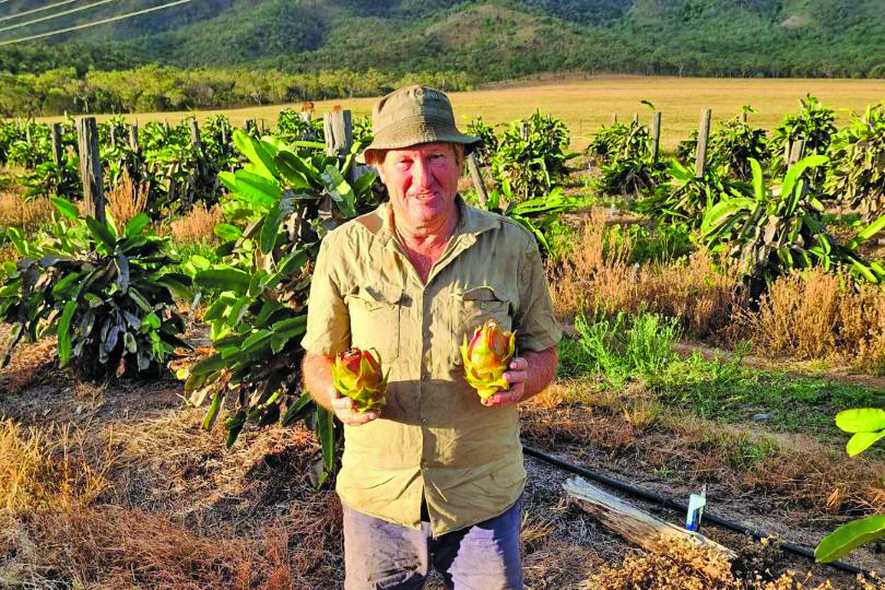 Dragon fruit has a bright future ahead of it on the Atherton Tablelands. Pictured is John Price in his dragon fruit plantation.