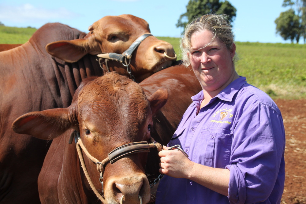 Stud Droughtmaster breeder loves industry - feature photo