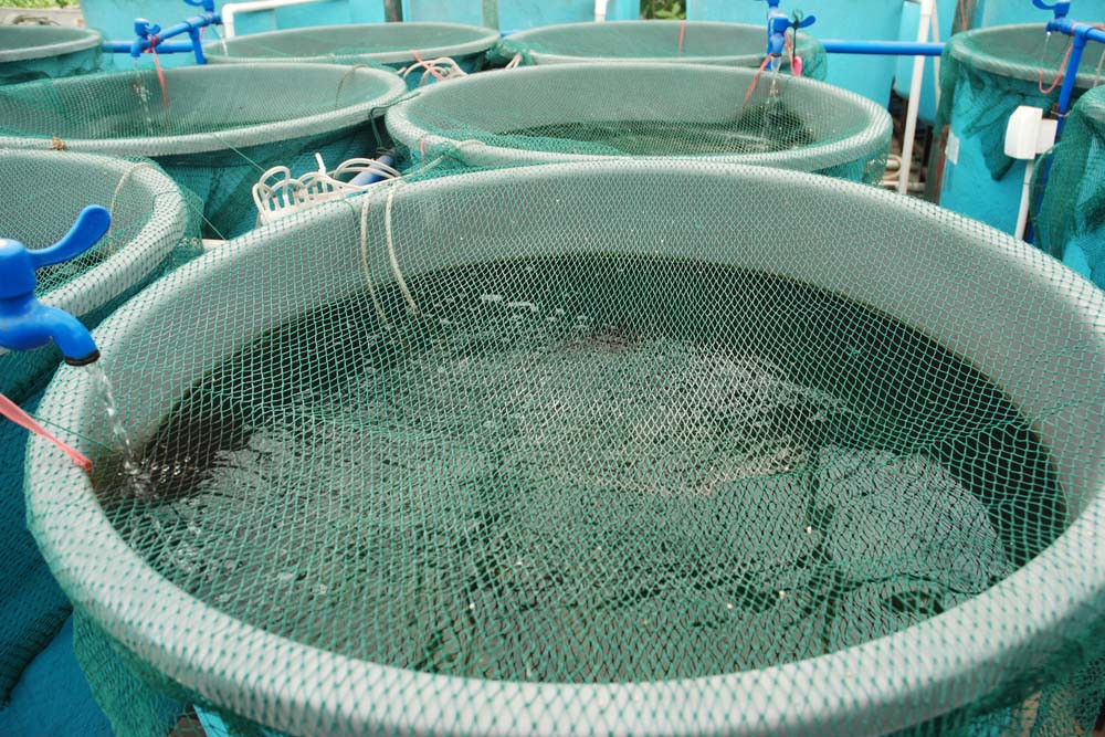 Strategy supports aquaculture growth - feature photo