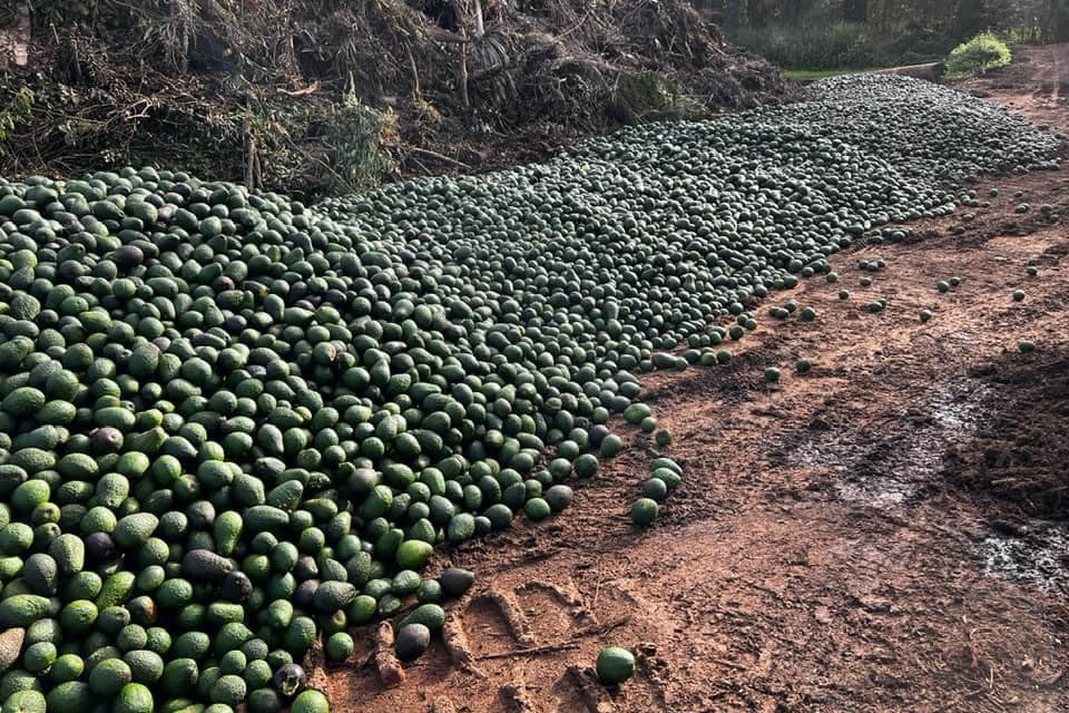 Photo of dumped avocados at the Atherton waste transfer station, which went viral last week, has revealed the true situation for growers.