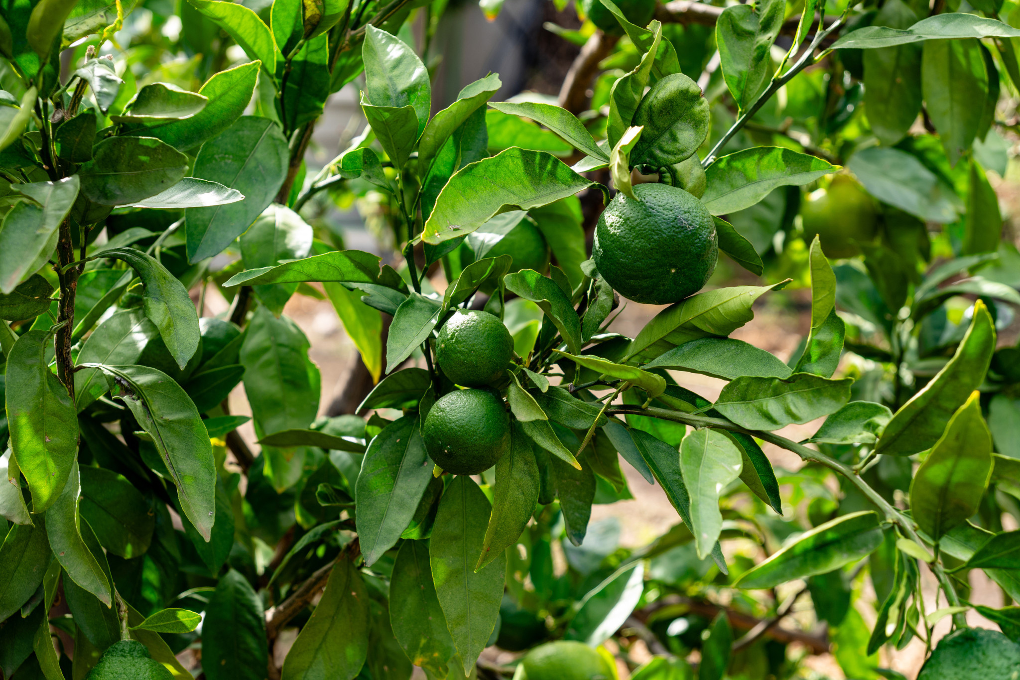 Dip in avo crop production - feature photo