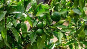 Dip in avo crop production