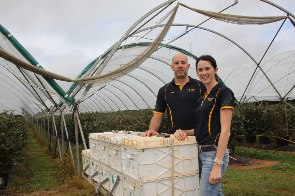 Tom and Chloe make regular checks on the hives they hire out to Kureen farm’s 20 hectares of blueberries outside Tolga.