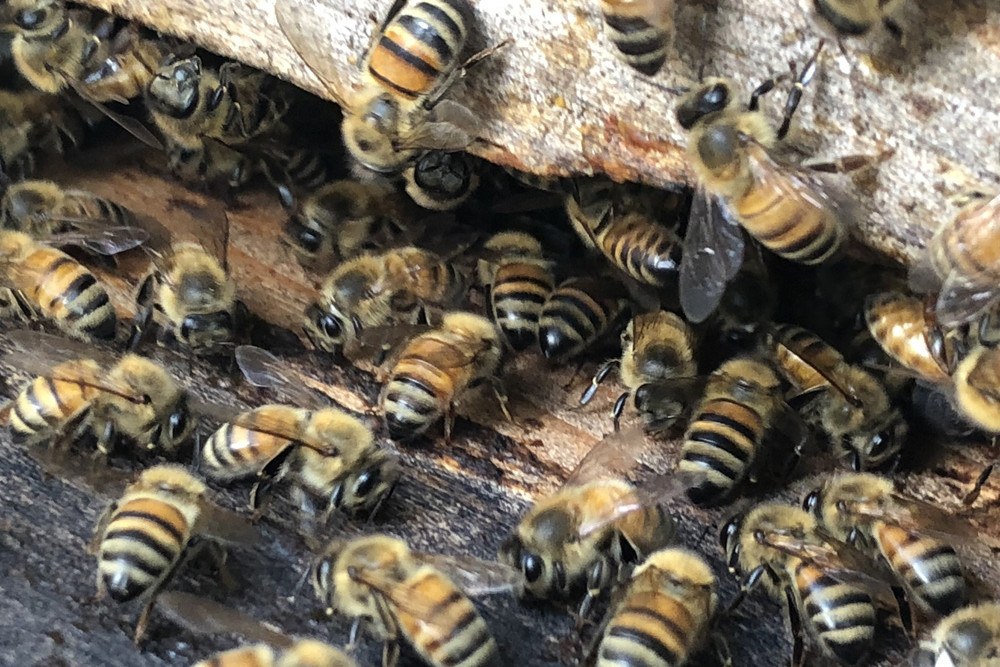New biosecurity zone to keep the honey flowing - feature photo