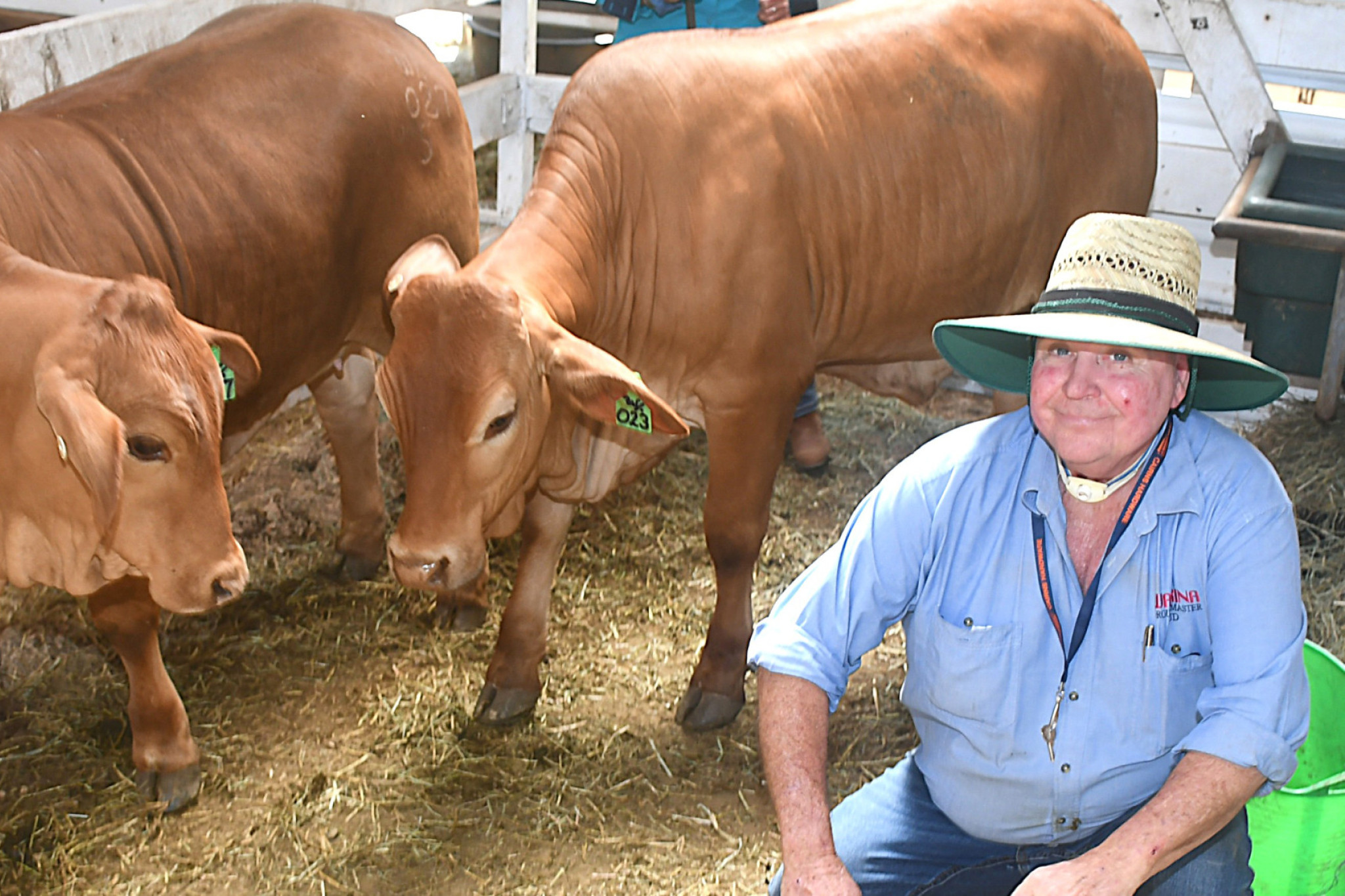 Peter Bauer of Warrina Droughtmasters showed his cattle at the Malanda Showgrounds.