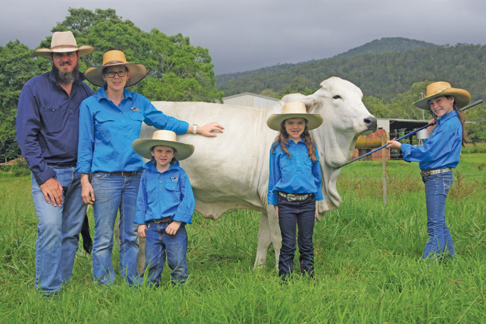 The Hayes family (from left) Aaron, Kirsty, Adam, Kira, and Aaleah with AK Ally. Her sire is LAS5044. She is in calf to Elrose Julian and will be at the Rotary FNQ Field Days. Image: Brigitte Daley