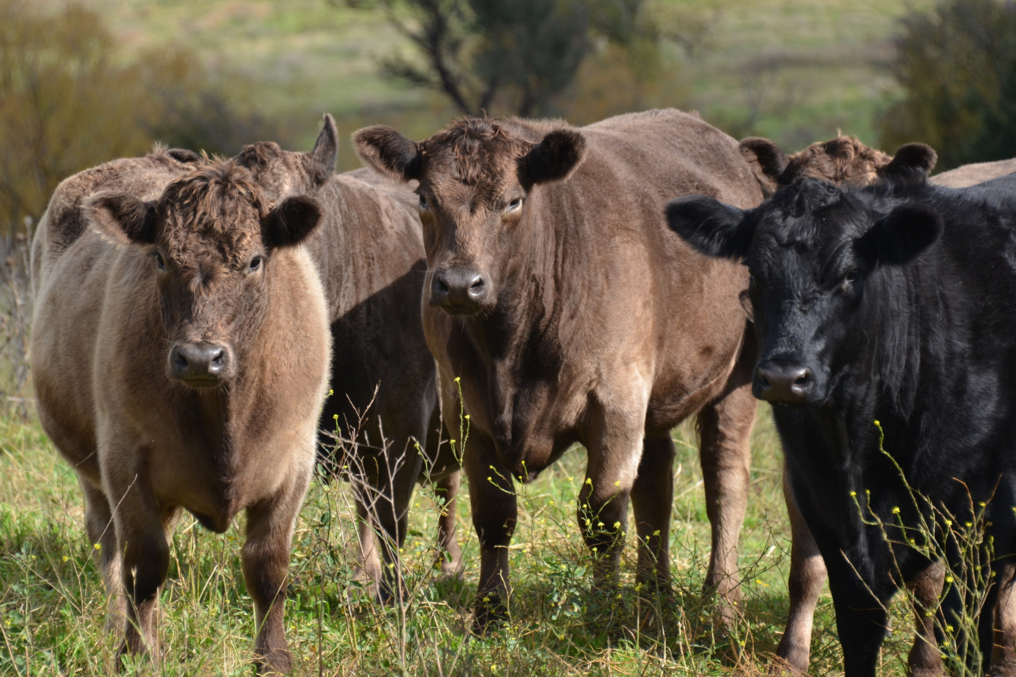 Price for Brahmans on the increase - feature photo