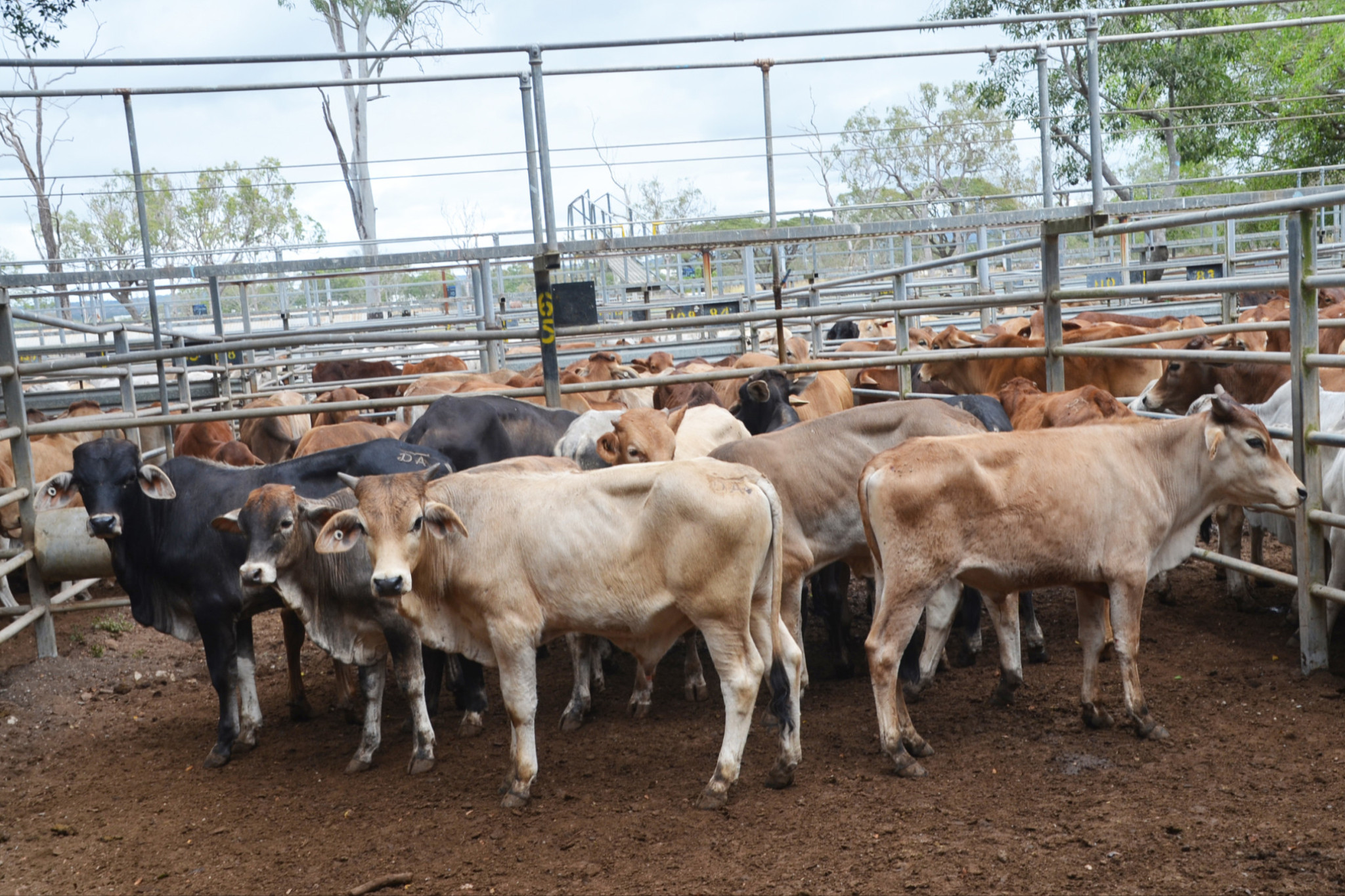 Cattle producers outline priorities - feature photo
