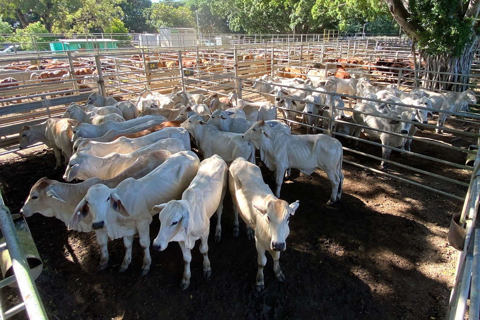 Young beef leaders sought for program - feature photo