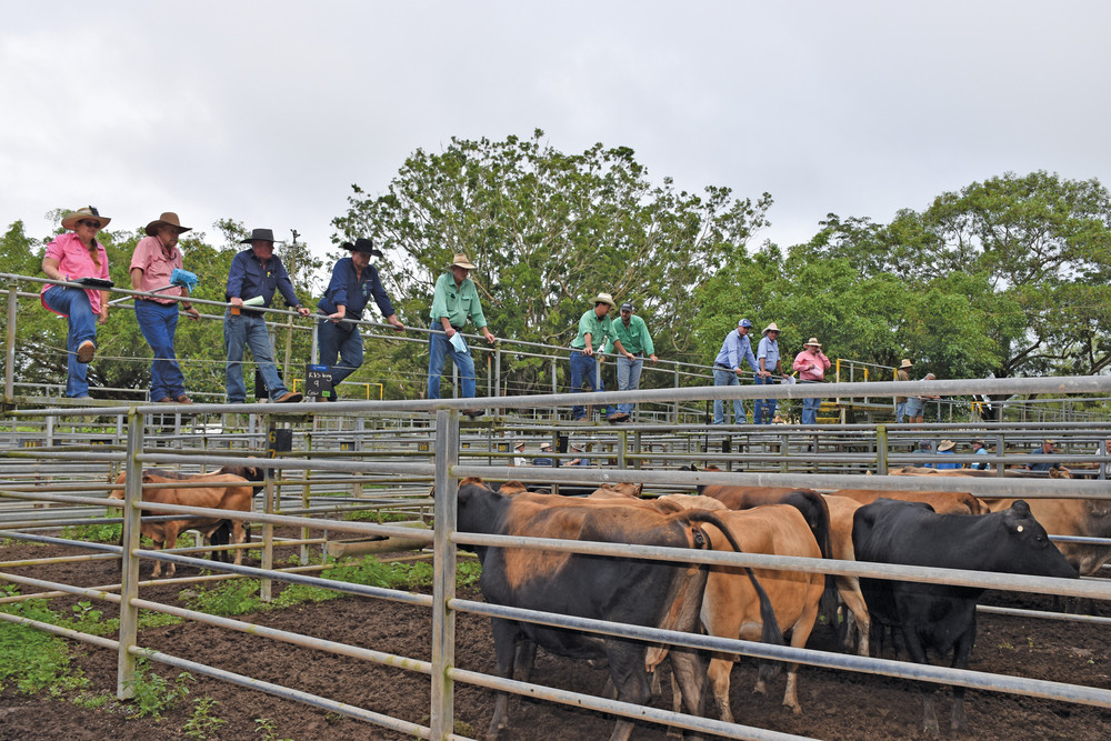 Despite the wet weather cattle farmers flocked to the Mareeba Sale Yards on Tuesday morning