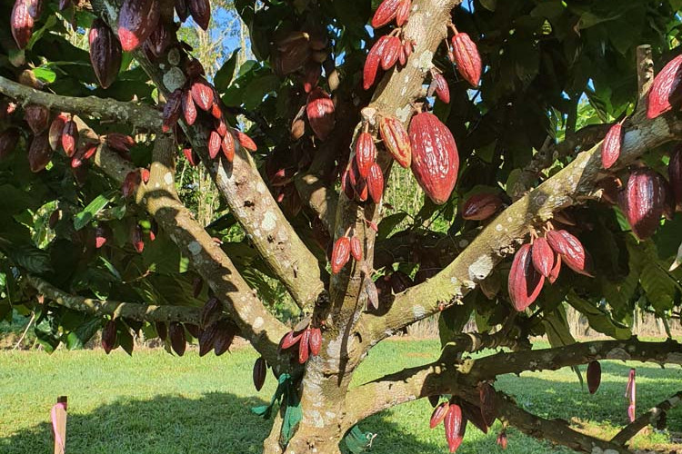Great care is taken to harvest cocoa pods at optimum ripeness. The pods are then opened to extract the raw beans which are then fermented. BELOW: A young guest enjoying chocolate.