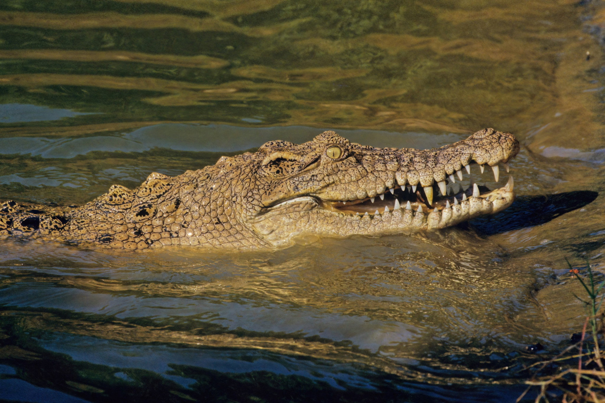 Calls to extend croc zone - feature photo