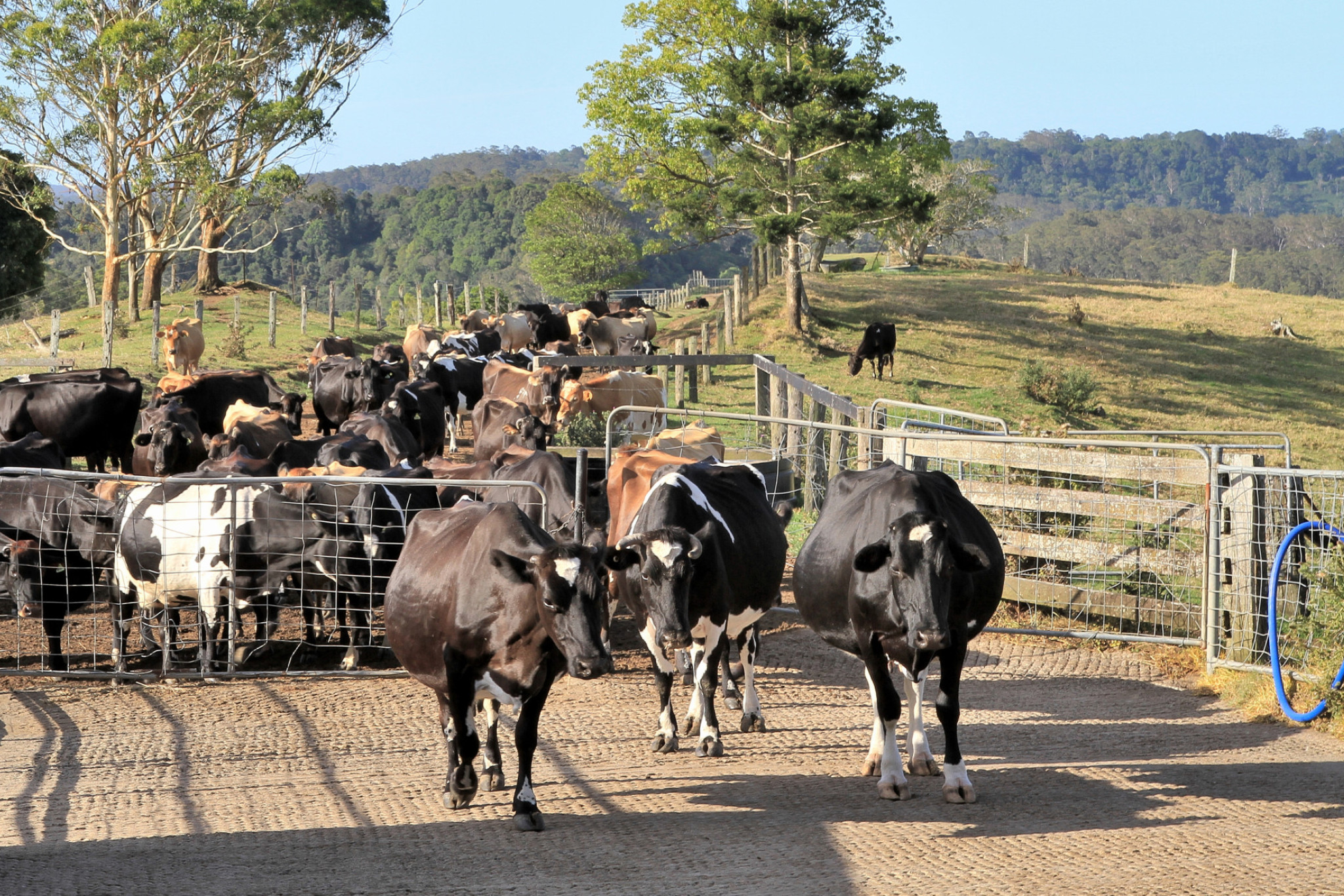 Dairy farming on the up - feature photo