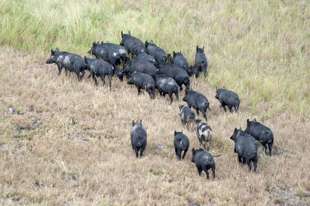 Feral pigs cause habitat destruction.