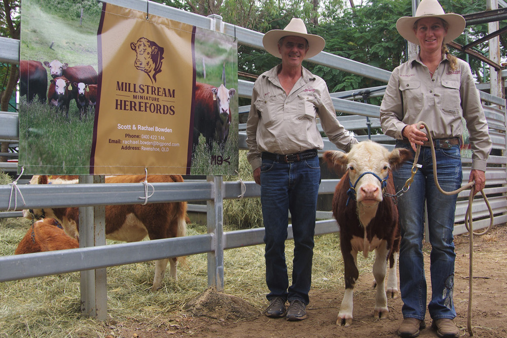 Field Days cattle display an outstanding success - feature photo