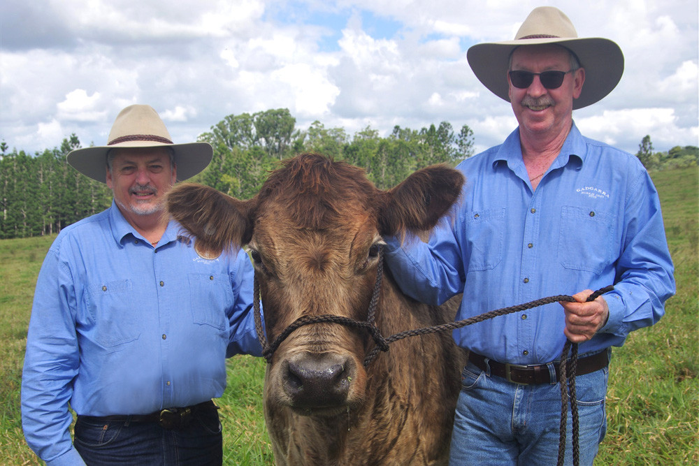 Unbeatable: Gadgarra Jeanette was unbeaten at any show she ever attended, including Beef Week 2009 and Brisbane Royal 2010. She is pictured here with owners John Contarino and Terry Leary.