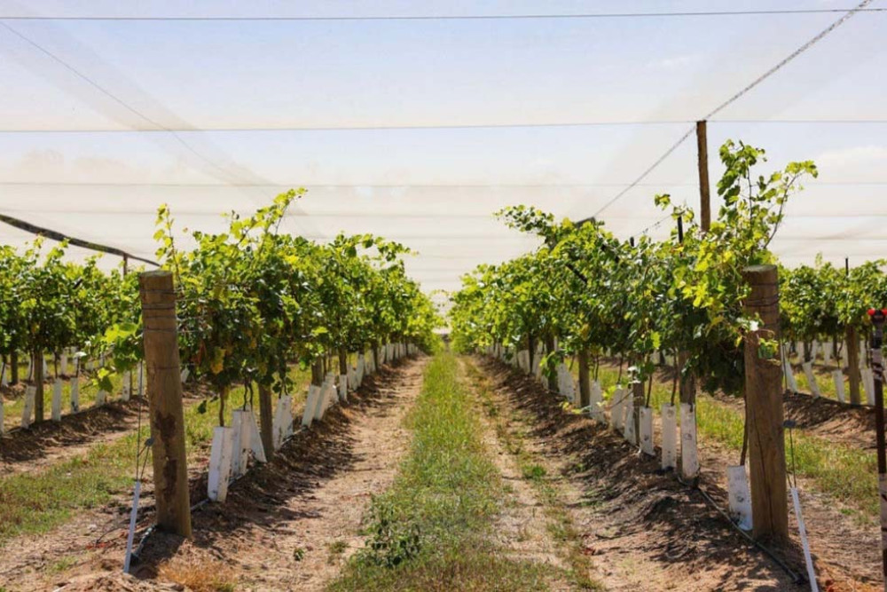 Fairview Orchards is one of two grape growers in the Far North region.