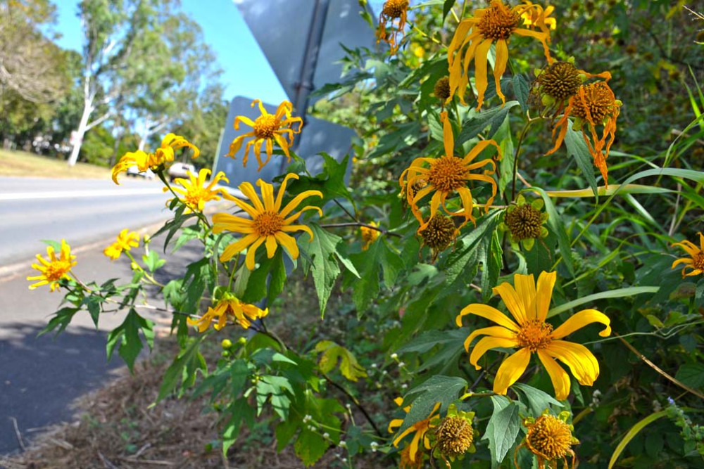 Invasive Japanese sunflowers plague region - feature photo