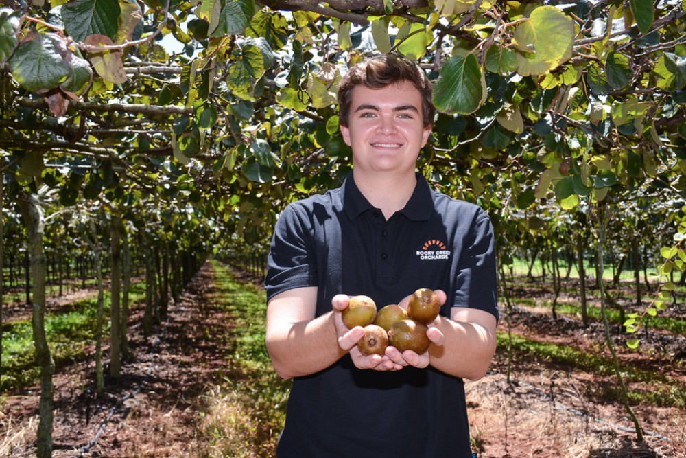 Fourth generation farmer Robbie Masasso of Rocky Creek Orchard amongst the freshly harvested kiwifruit vines.