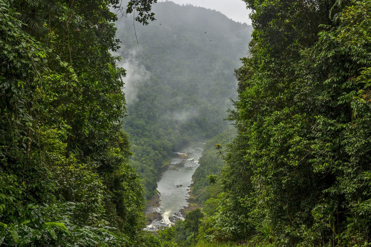 Funds have been made available for rainforest restoration to join the Wooroonooran (pictured) and Maalan national parks.