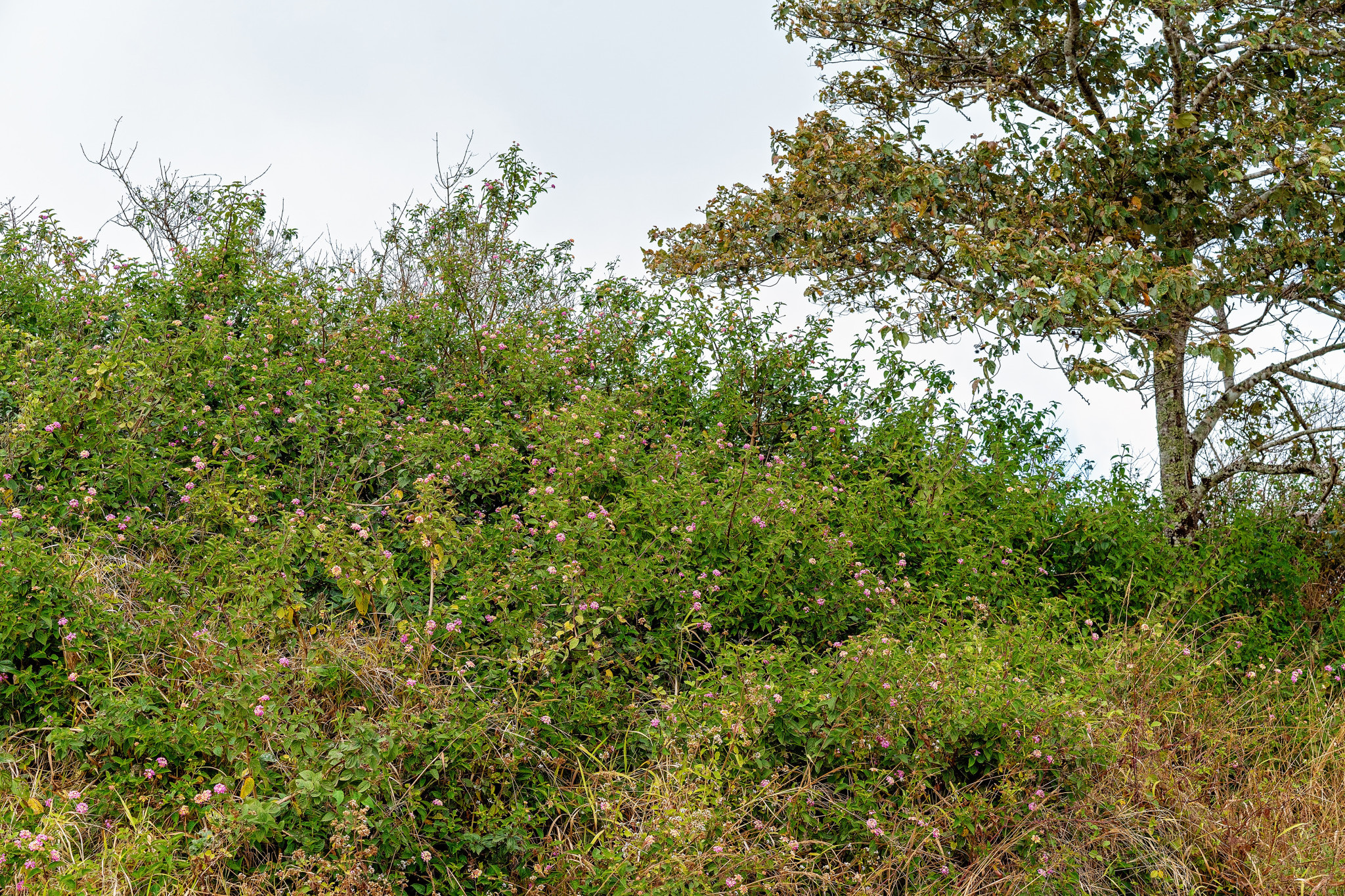 Targeting feral pigs, woody weeds - feature photo