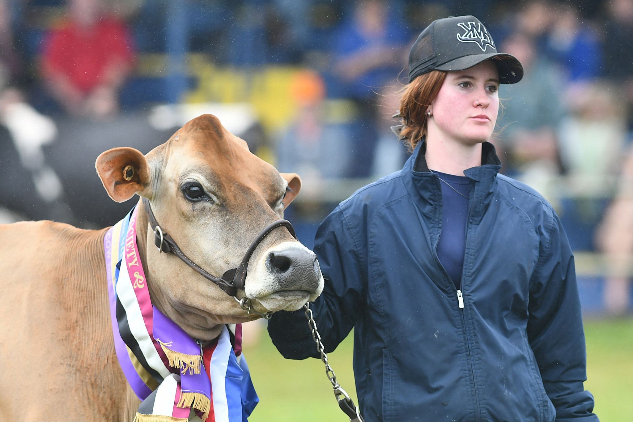 The Supreme Champion Dairy Cow – English Family Eachamvale Stud.