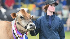 MALANDA SHOW RESULTS