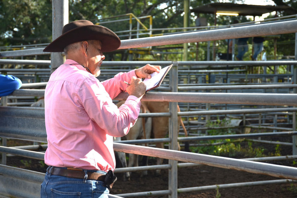 Mark Peters was an icon in the Mareeba Salesyard and has now retired after over 30 years with Elders and 40 years working in livestock.
