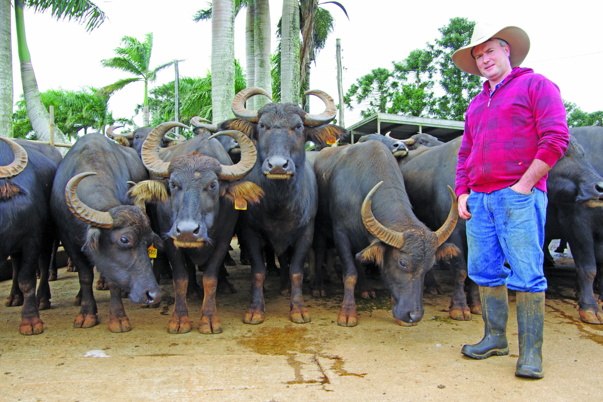 Dairying days: Mitch Humphries of the Australian Dairy Buffalo Company at his Millaa Millaa Buffalo Dairy.