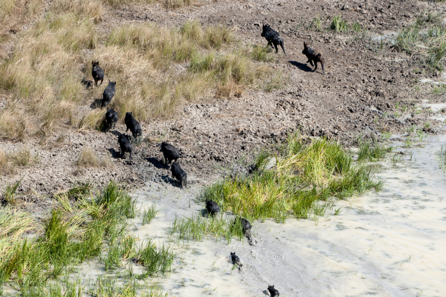 AI in the mix to control feral pigs - feature photo
