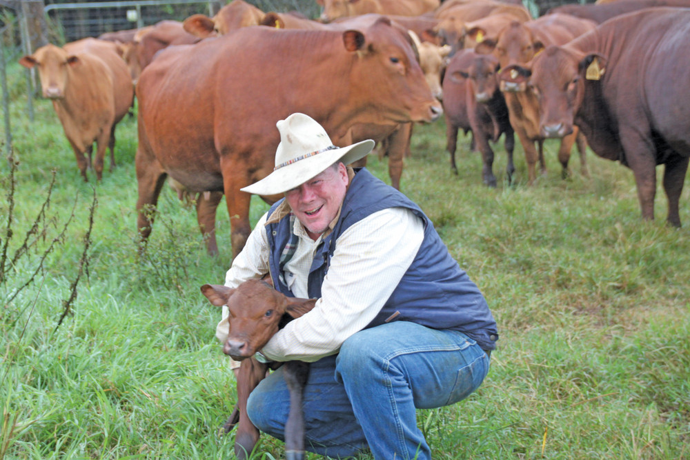 Pinnacle Pocket Senepol and Composites stud principal, Peter Spies believes bulls bred in the north that don't need to adapt to our conditions provide a better options for northern graziers.