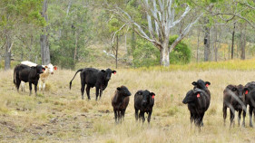 Record global beef production