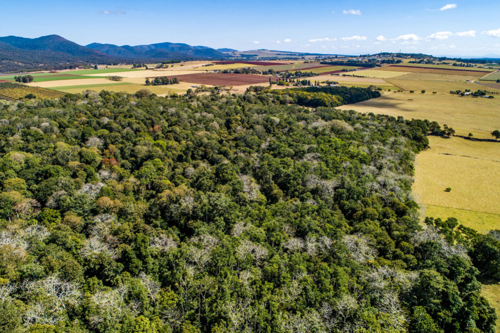 Nassers Nature Refuge at Atherton attracted funding to allow for future planting of Mabi Forest edge-sealing plant species.