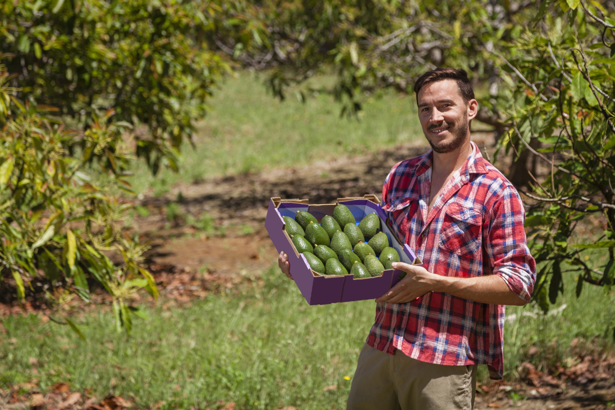 Avocado growers, orchard staff and packers are invited to a regional forum in Mareeba at the end of August.