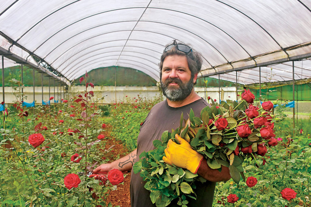 Roseburra Flower Farm owner Paul Daly with some of the thousands of roses growing in tunnels at the property near Yungaburra