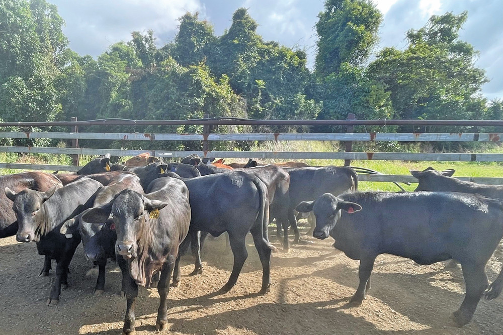 Lines of softer cattle like these cross-breeds will be on offer at the first Innisfail and Malanda store sales to be held in two and a half years.