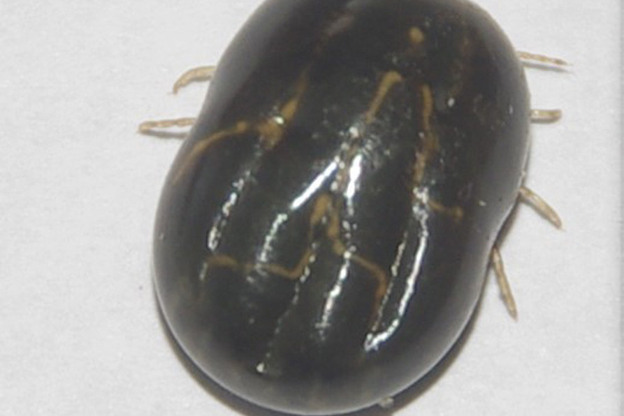The Cattle Tick (Rhipicephalus australis) is responsible for massive losses in production in the beef cattle and dairy industries.