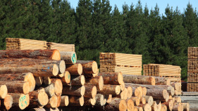 Input sought on timber plan