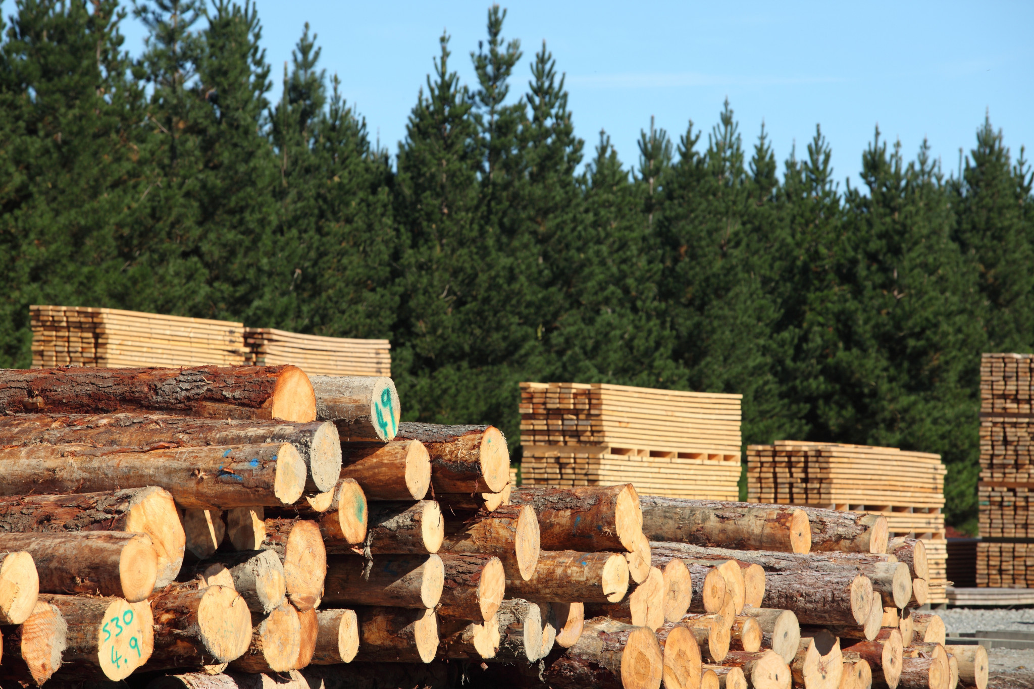 Input sought on timber plan - feature photo