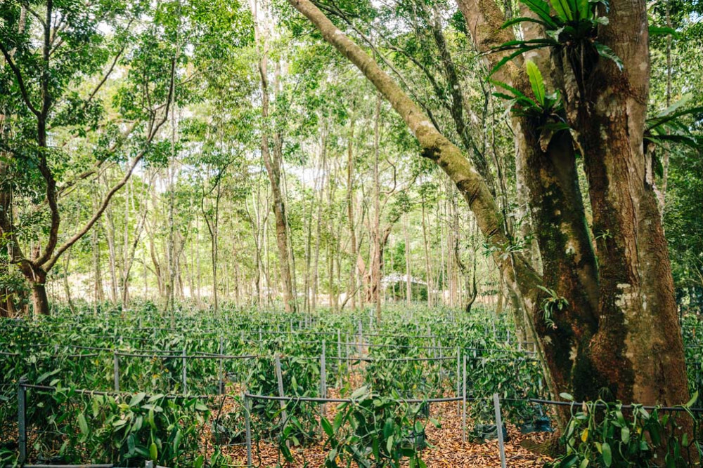 Part of Wild Vanilla’s plantation. INSET: A vanilla flower. Wild Vanilla produces premium, 100% organic vanilla products. IMAGES: Sarah Kendall Photography.