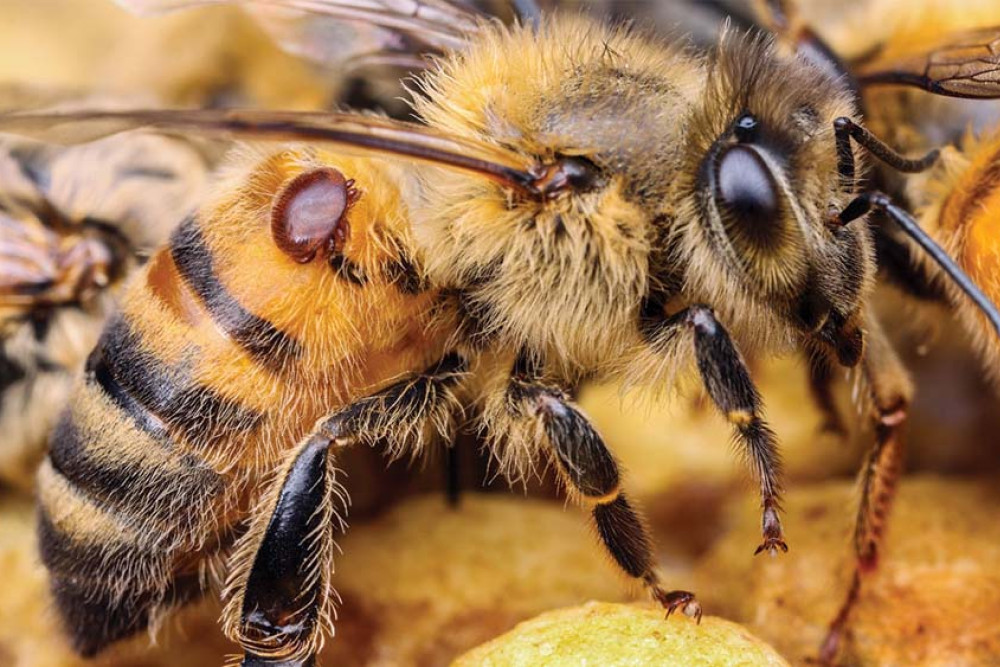Battle to protect bees intensifies - feature photo