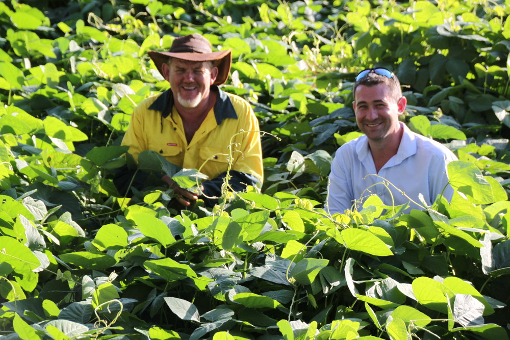 Richard Standen and Justin Loccisano are pleased with the growth rate of their trial velvet bean crop, a new tropical legume that will be ready for harvest in August.
