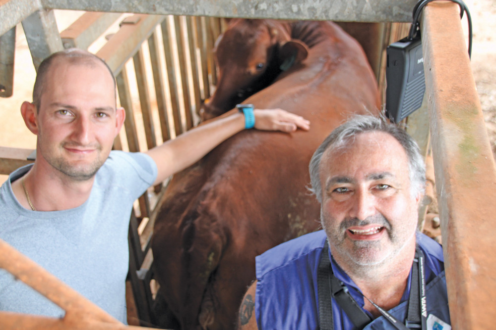 Dr Zane Squarci looks on as OPU (Ovum Pick-Up) Bovine Technician, Freddy Junqueira from Inventia Genetic Technologies (IGT) aspirates his Brangus cows.