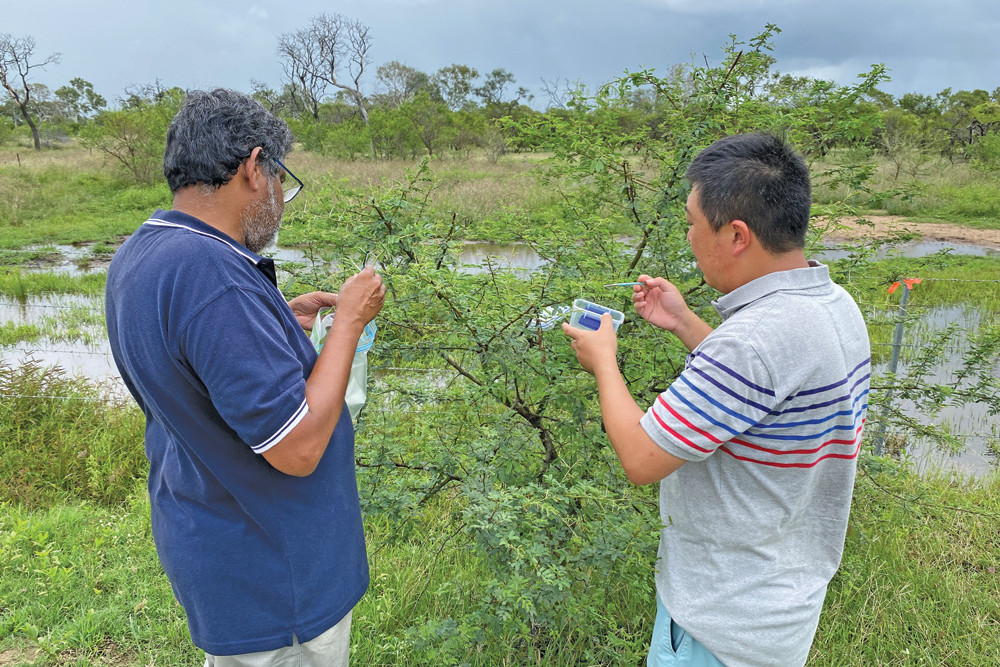 Researchers from Queensland Department of Agriculture and Fisheries releasing gall thrips to manage prickly acacia