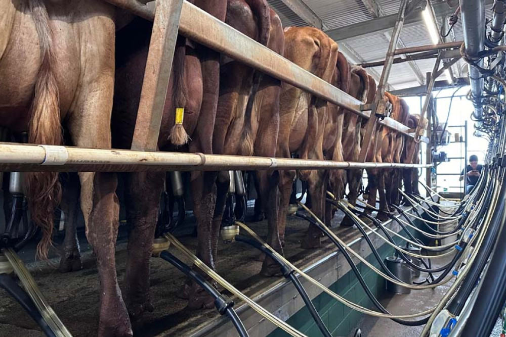 Eachamvale cows in the dairy: Dairy farmers have borne the brunt of the recent continual wet weather and are welcoming the fine weather currently being experienced. IMAGE: Catherine English.