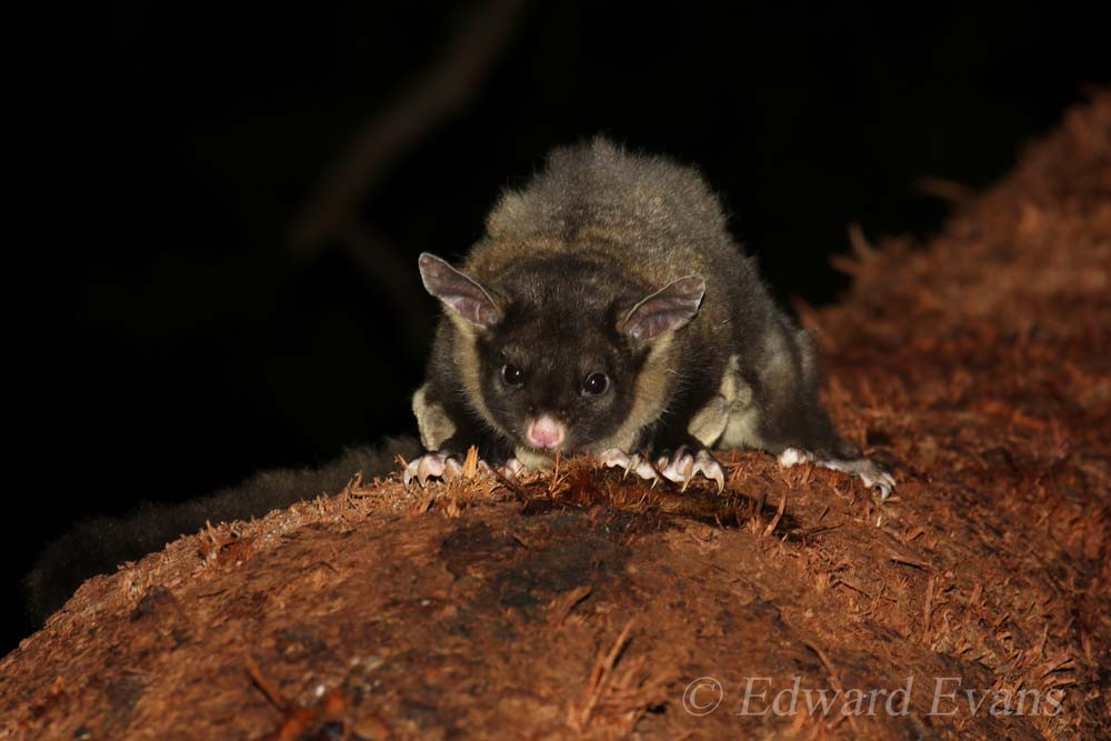 The yellow-bellied glider lives in the Eastern Forests area and is among a number of threatened species.