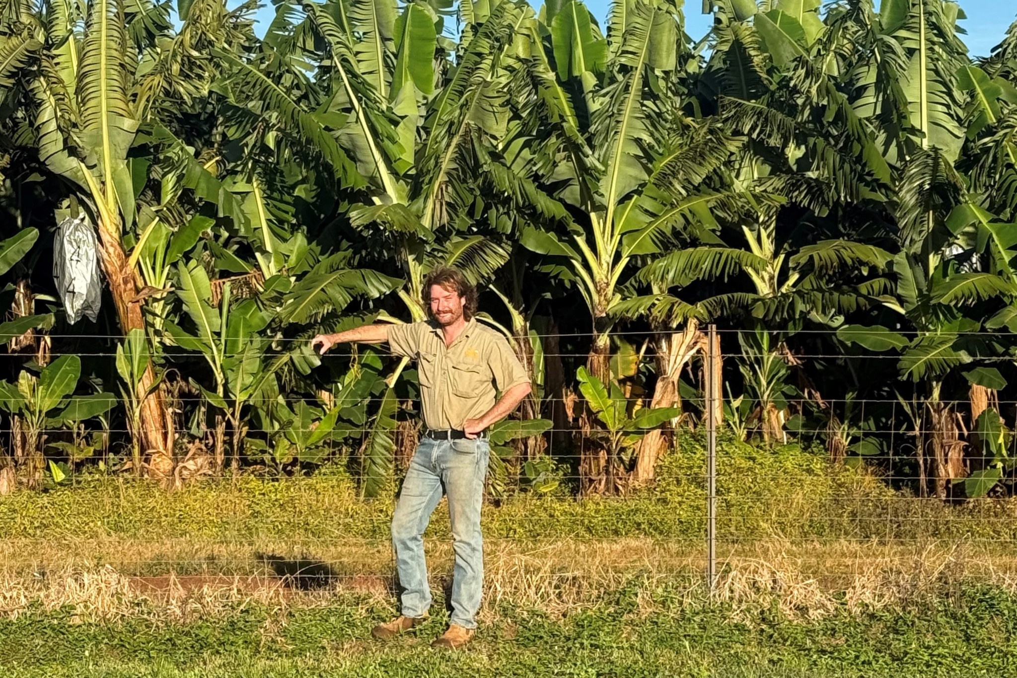 James Howe, from Howe Farming in the Mareeba region, says a plain wire as the top strand of farm fences is the business’s preferred option now.