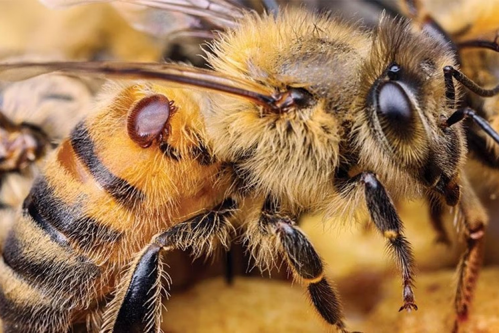 The Varroa Mite (pictured on the bee) is causing ripples through the industry, triggering biosecurity measures.