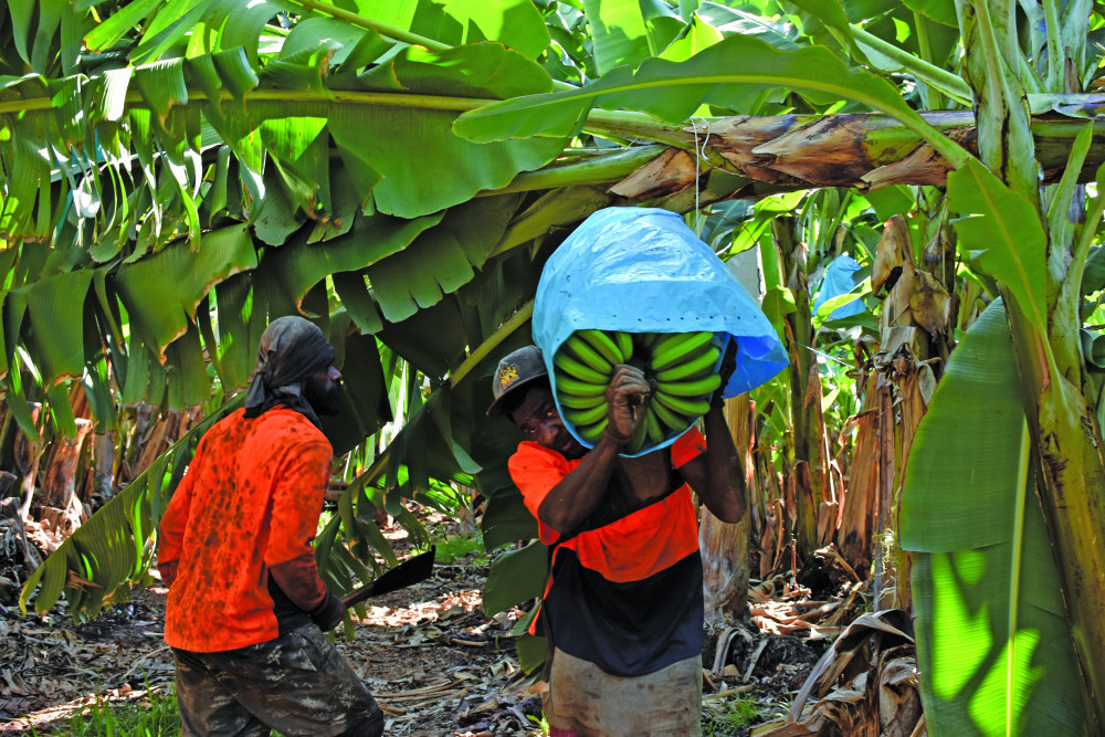 Seasonal workers harvest bananas on the Howe family farm at Mareeba.