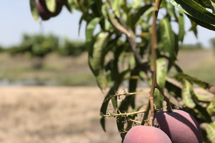 New chapter for mango hybrids - feature photo